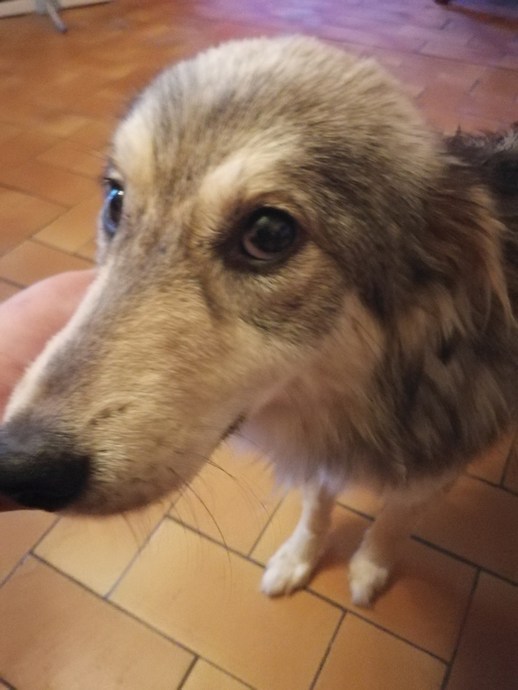 ELDORA - femelle, typée chien loup, de taille moyenne - née environ en avril 2018 (fourrière de ROMAN) - REMEMBER ME LAND - Adoptée par Aurore (27) Img_2143