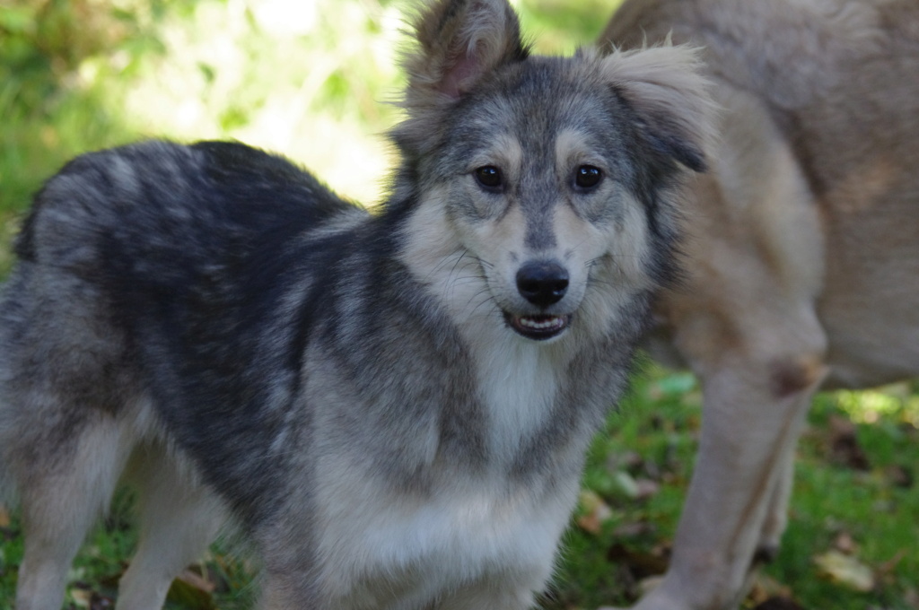 ELDORA - femelle, typée chien loup, de taille moyenne - née environ en avril 2018 (fourrière de ROMAN) - REMEMBER ME LAND - Adoptée par Aurore (27) Imgp4210