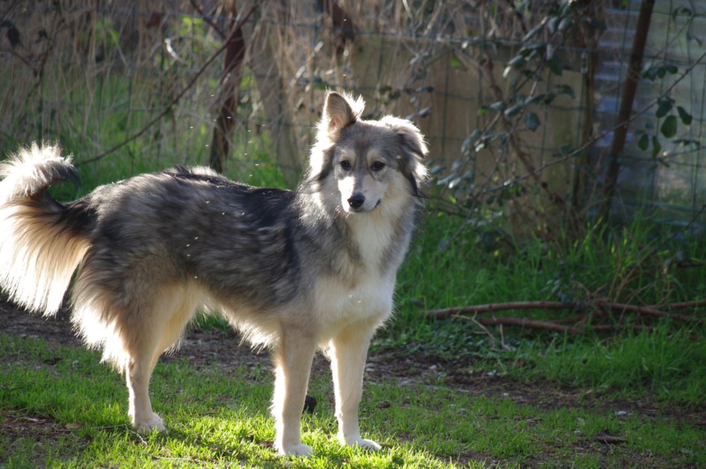 ELDORA - femelle, typée chien loup, de taille moyenne - née environ en avril 2018 (fourrière de ROMAN) - REMEMBER ME LAND - Adoptée par Aurore (27) Imgp4814