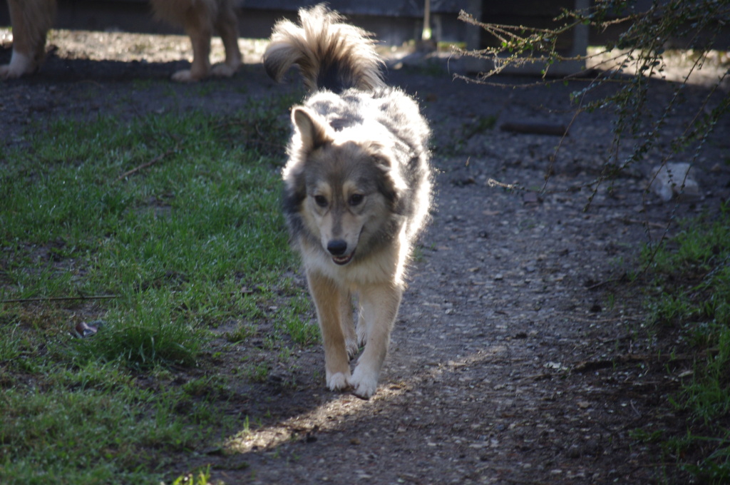 ELDORA - femelle, typée chien loup, de taille moyenne - née environ en avril 2018 (fourrière de ROMAN) - REMEMBER ME LAND - Adoptée par Aurore (27) Imgp4911
