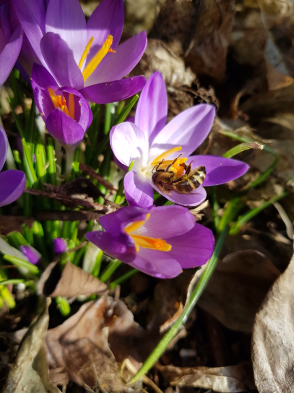 Schwertliliengewächse: Iris, Tigrida, Ixia, Sparaxis, Crocus, Freesia, Montbretie u.v.m. - Seite 33 20230212