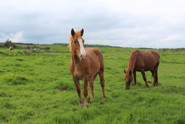 Dpt 63 - Manouche & MASAI - 1 an - ONC traits adoptés par Gaelle (sept 2023)  Img_2088