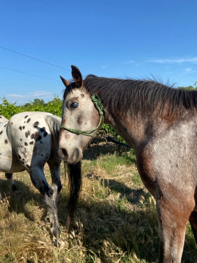 Dpt 13, Lucky 23 ans - Shannon 22 ans - ONC appaloosa - Contact MarineCeylan Img_6310