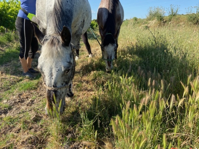 Dpt 13, Lucky 23 ans - Shannon 22 ans - ONC appaloosa - Contact MarineCeylan Img_6311