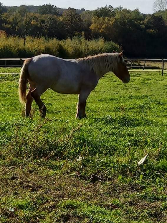 Dpt 63 - KINOU - 1 an - croisé breton / comtois  adopté par Céline ! (oct 2021) Receiv38