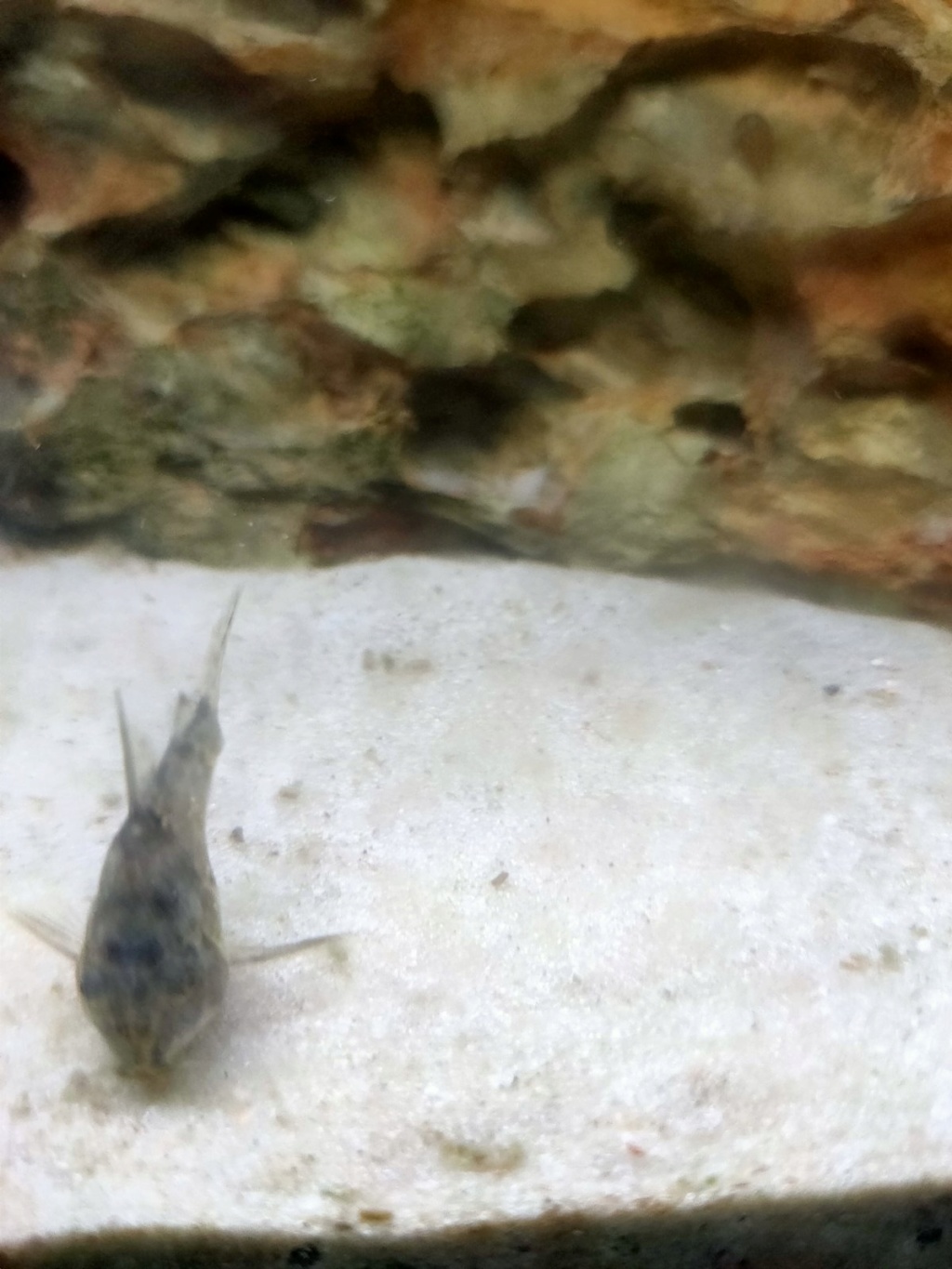 Les corydoras en long en large et en travers Img-e810