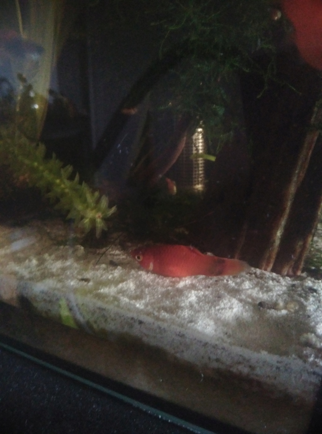 Femelles platy maigres Img_2027