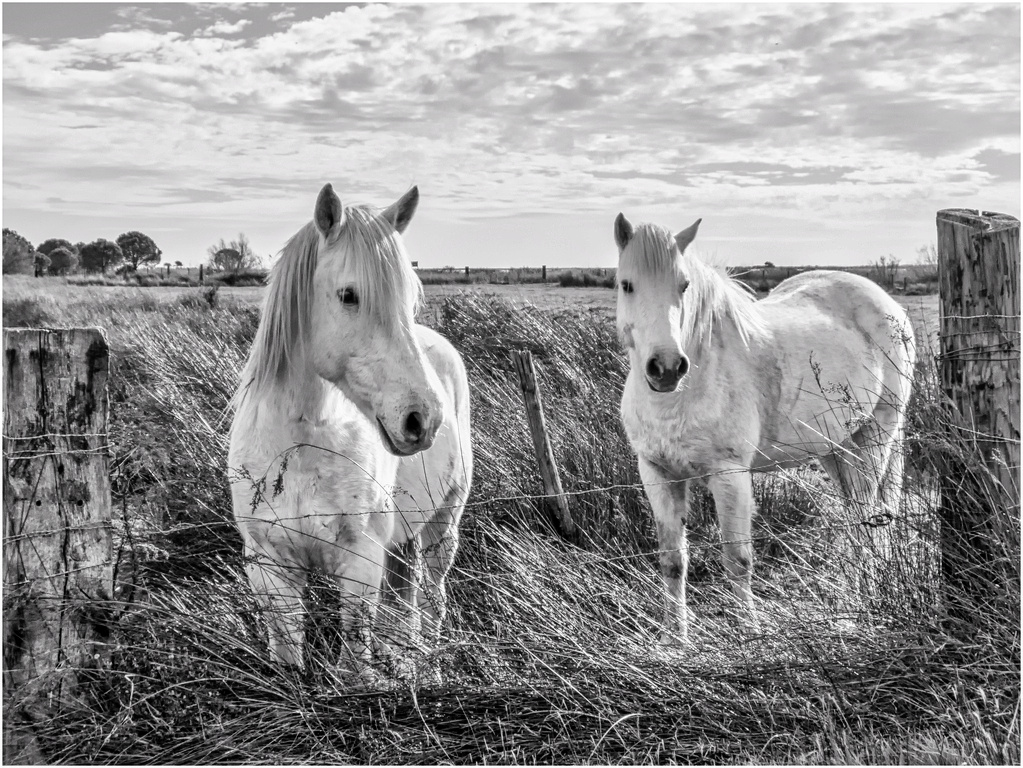 [Animaux] chevaux (Camargue) Dscf4714