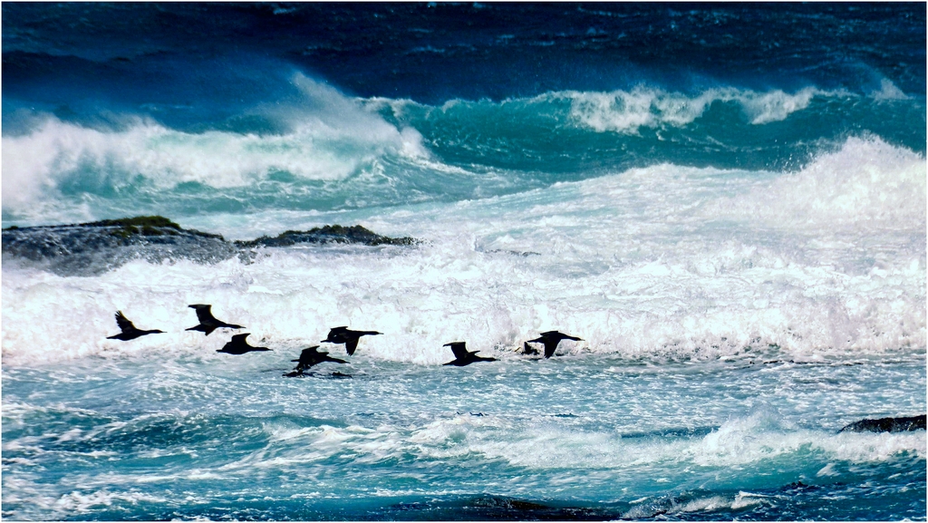 [Animaux] vol de cormorans dans la tempéte Vol_de11