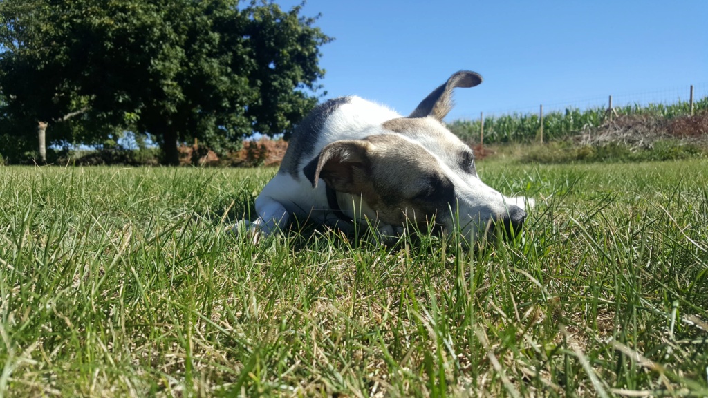 Noah (ex Noname)  - mâle - à la boulangerie (Târgu Frumos) - Réservé adoption 39) 11878510