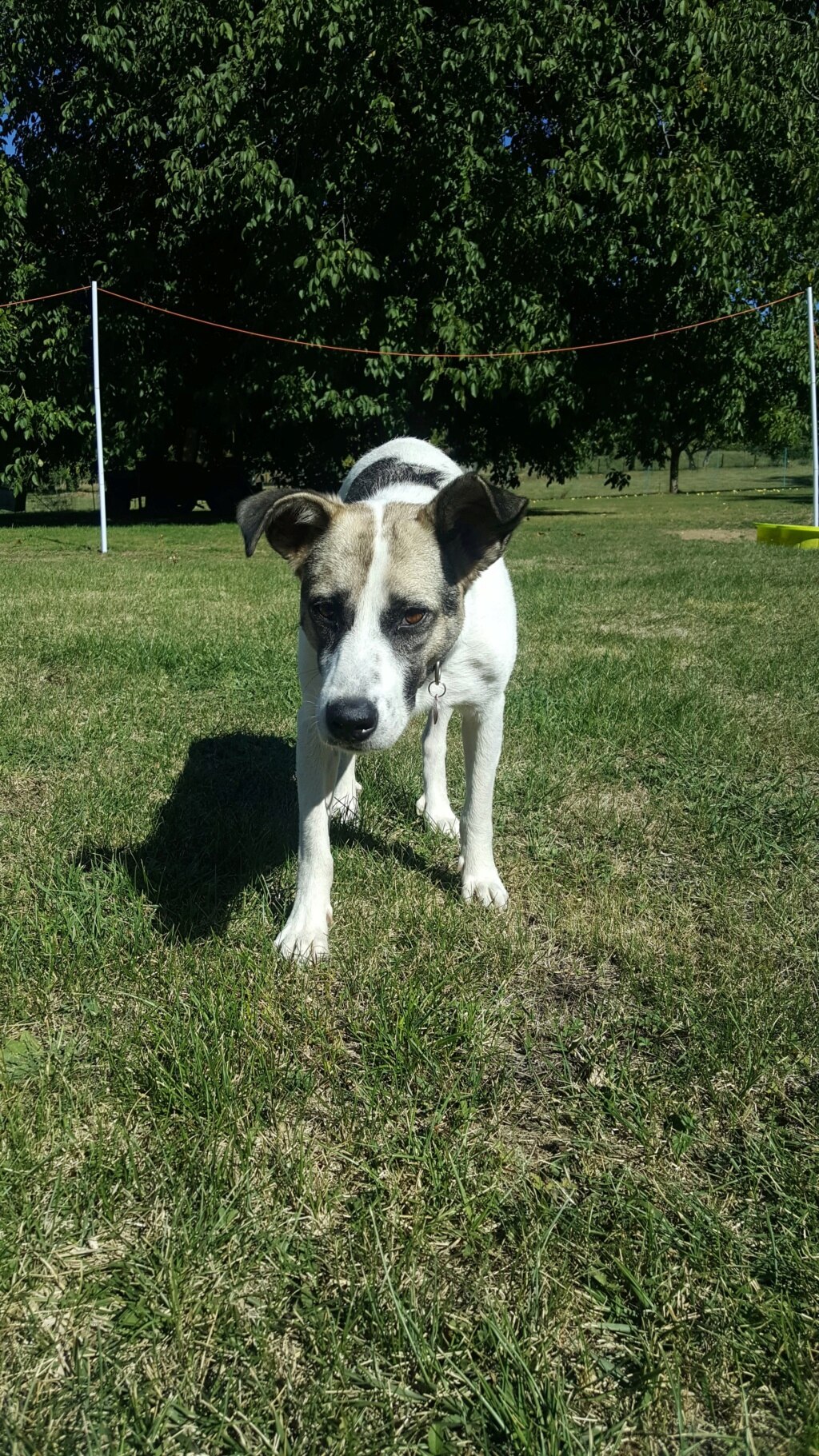 Noah (ex Noname)  - mâle - à la boulangerie (Târgu Frumos) - Réservé adoption 39) 11878511