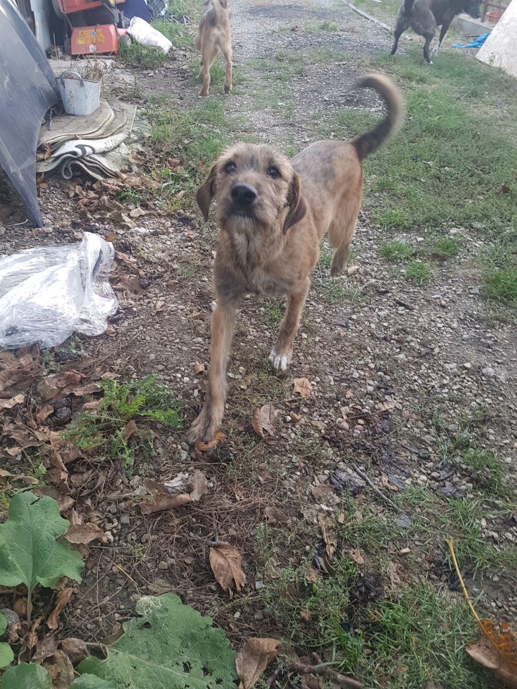 Zane - mâle - refuge d'Arad - adopté via Arad 12102310