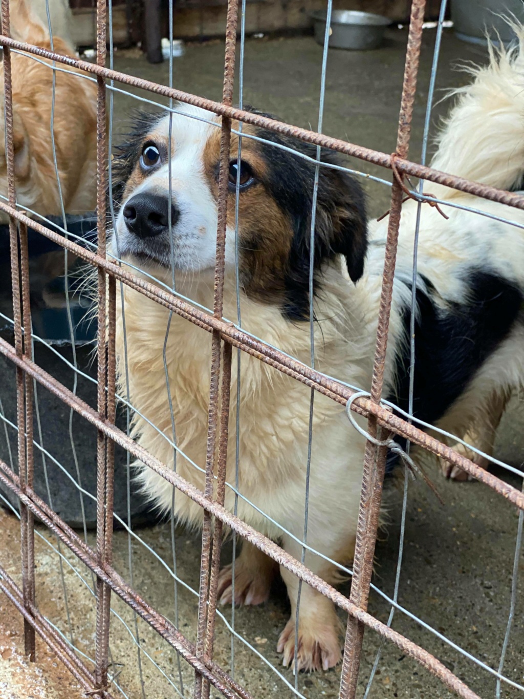 Taïro (ex-Aero) - mâle - fourrière de Târgu Frumos - réservé adoption (67) 12270910