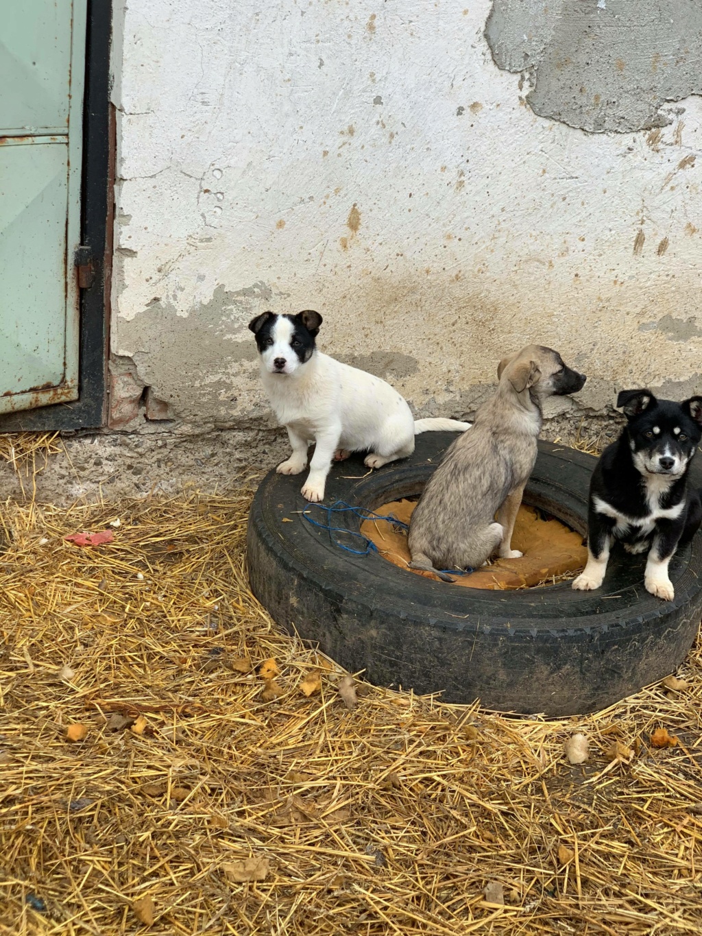 Bretzelle (ex-Waffle) - femelle - chez Andreea à Târgu Frumos - reservé adoption 68 16265312