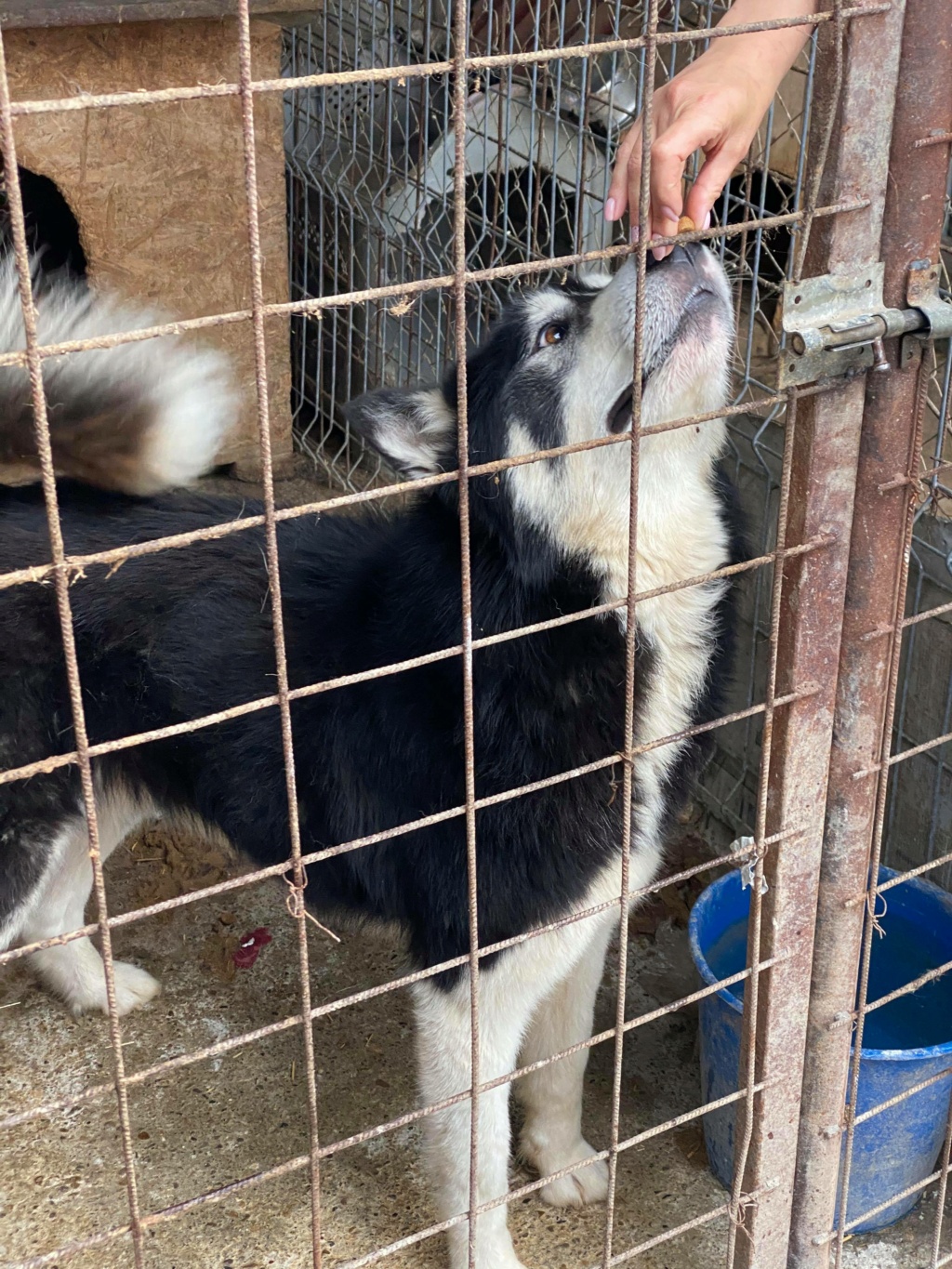 Sinaï - mâle - à la boulangerie (Târgu Frumos) - réservé adoption (25) 18533410