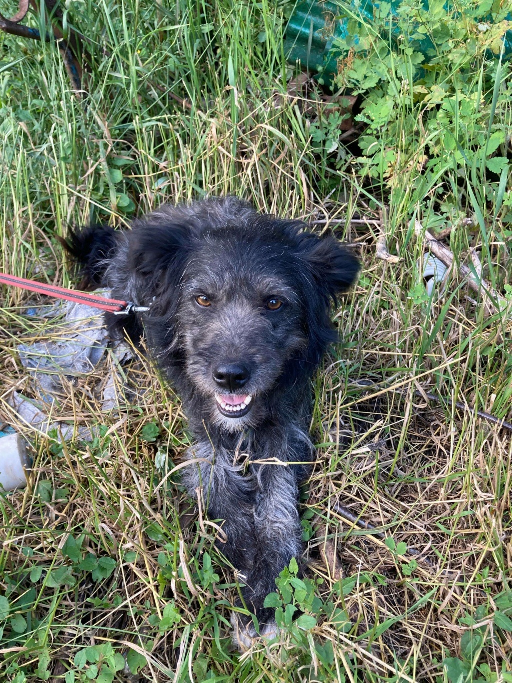 Matcha - femelle - fourrière de Târgu Frumos - réservée adoption 01  20147110