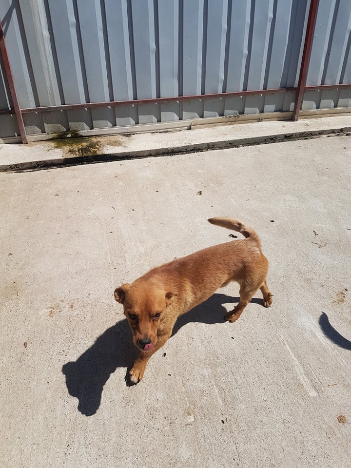 Casper - Mâle - Refuge d'Arad adopté via Arad 21934410