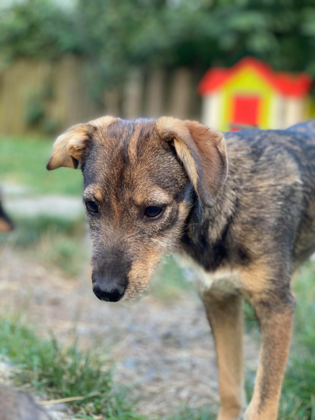 Maïna - femelle - fourrière de Târgu Frumos - réservée adoption 57 22384111