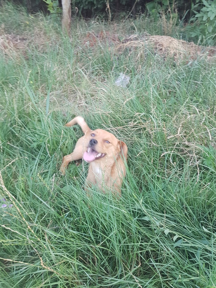 Casper - Mâle - Refuge d'Arad adopté via Arad 22476310