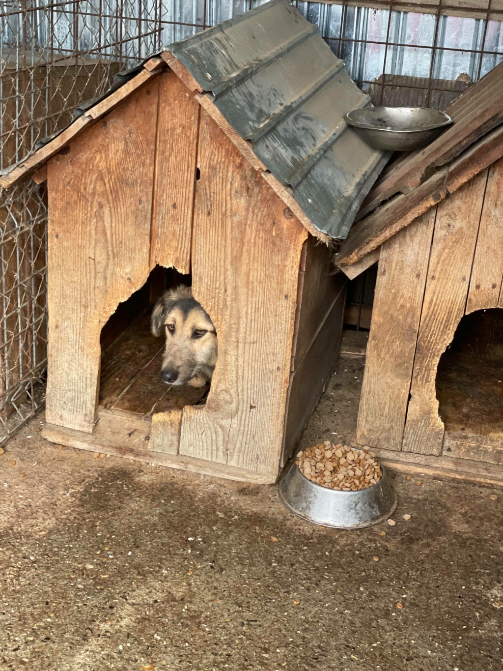 Zanka (ex Faline) - femelle - fourrière de Târgu Frumos - adoptée dans le 54 24545610