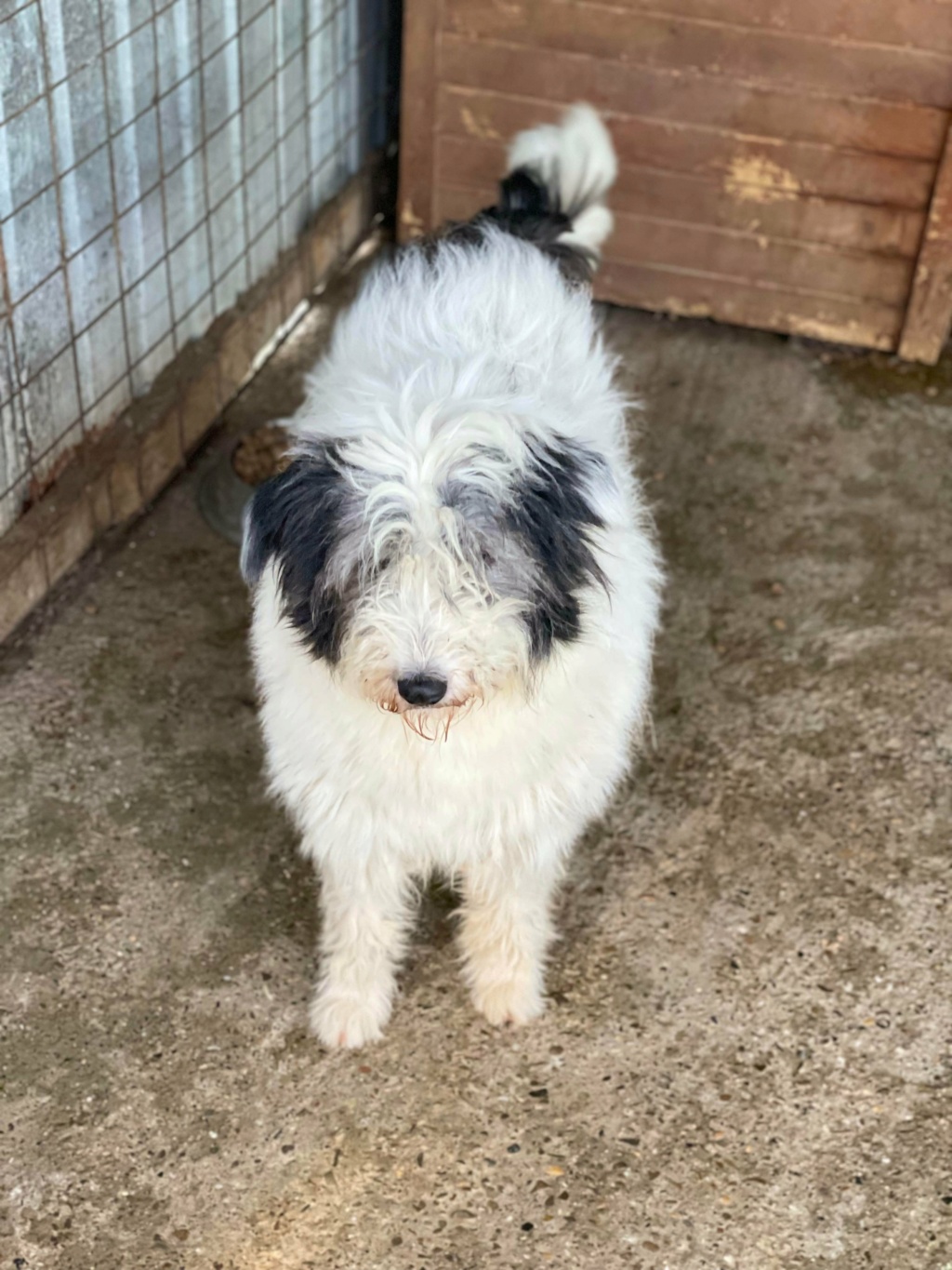 Brume (ex Norma) - femelle - fourrière de Târgu Frumos- réservée adoption 91 25121410