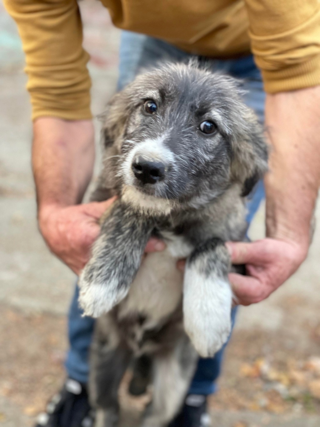 Valeska (ex Izzy) - Femelle - Fourrière de Târgu Frumos- Réservée adoption 67 25250911