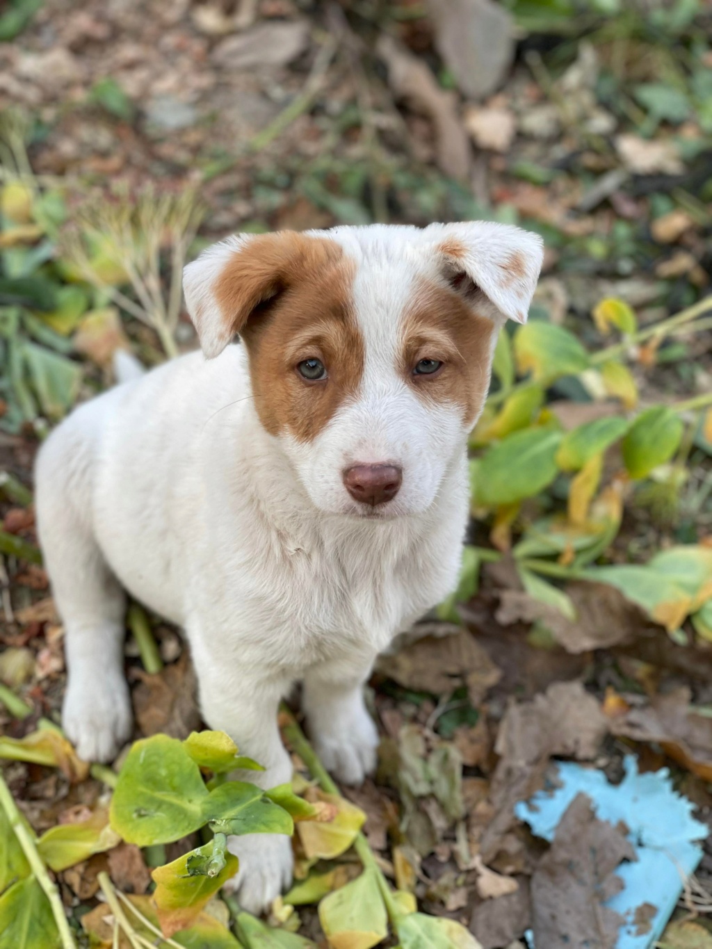 Molly (ex Livia) - Femelle - Fourrière de Târgu Frumos - réservée à l’adoption (67) 25257310