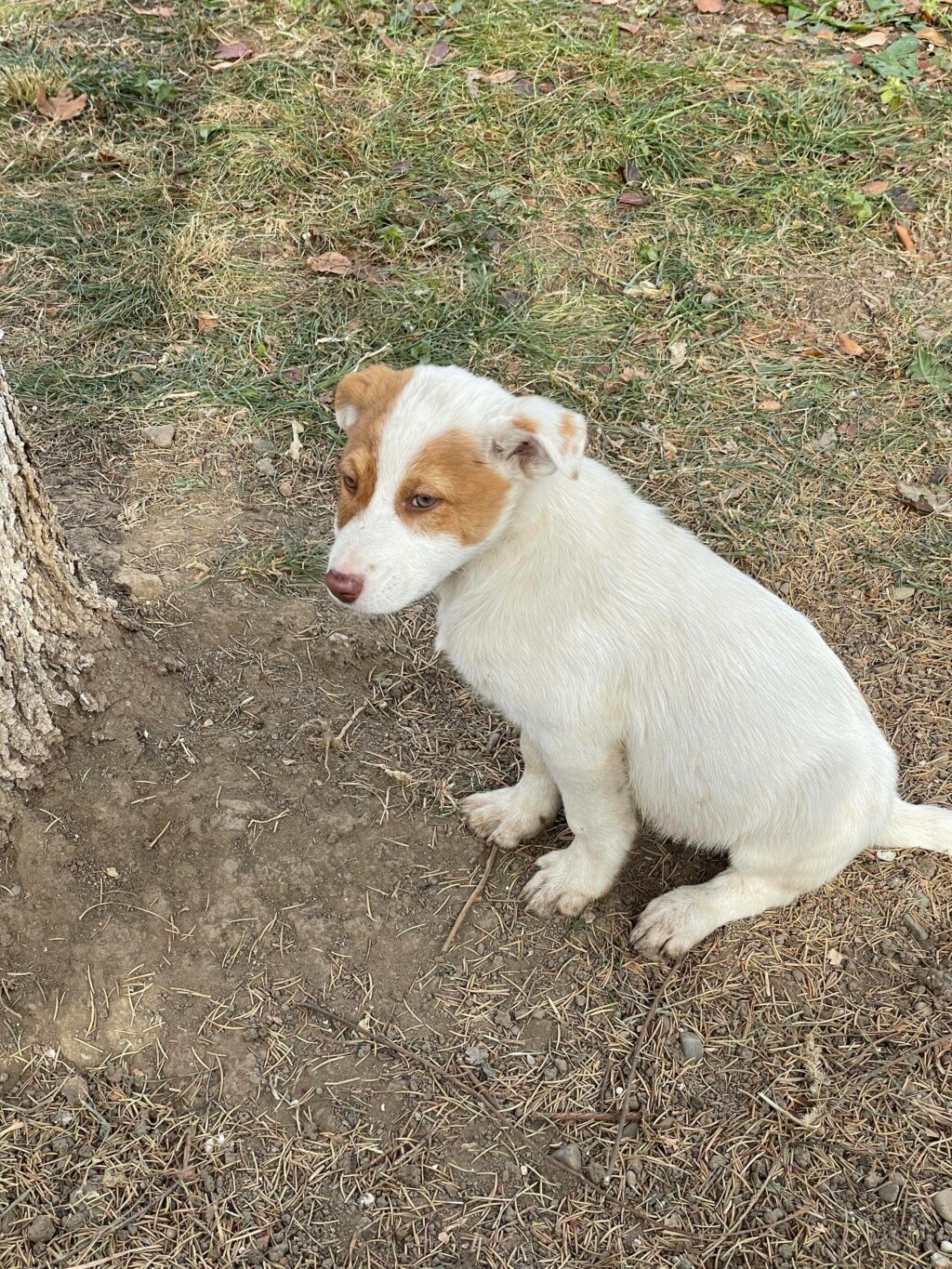 Molly (ex Livia) - Femelle - Fourrière de Târgu Frumos - réservée à l’adoption (67) 25481810