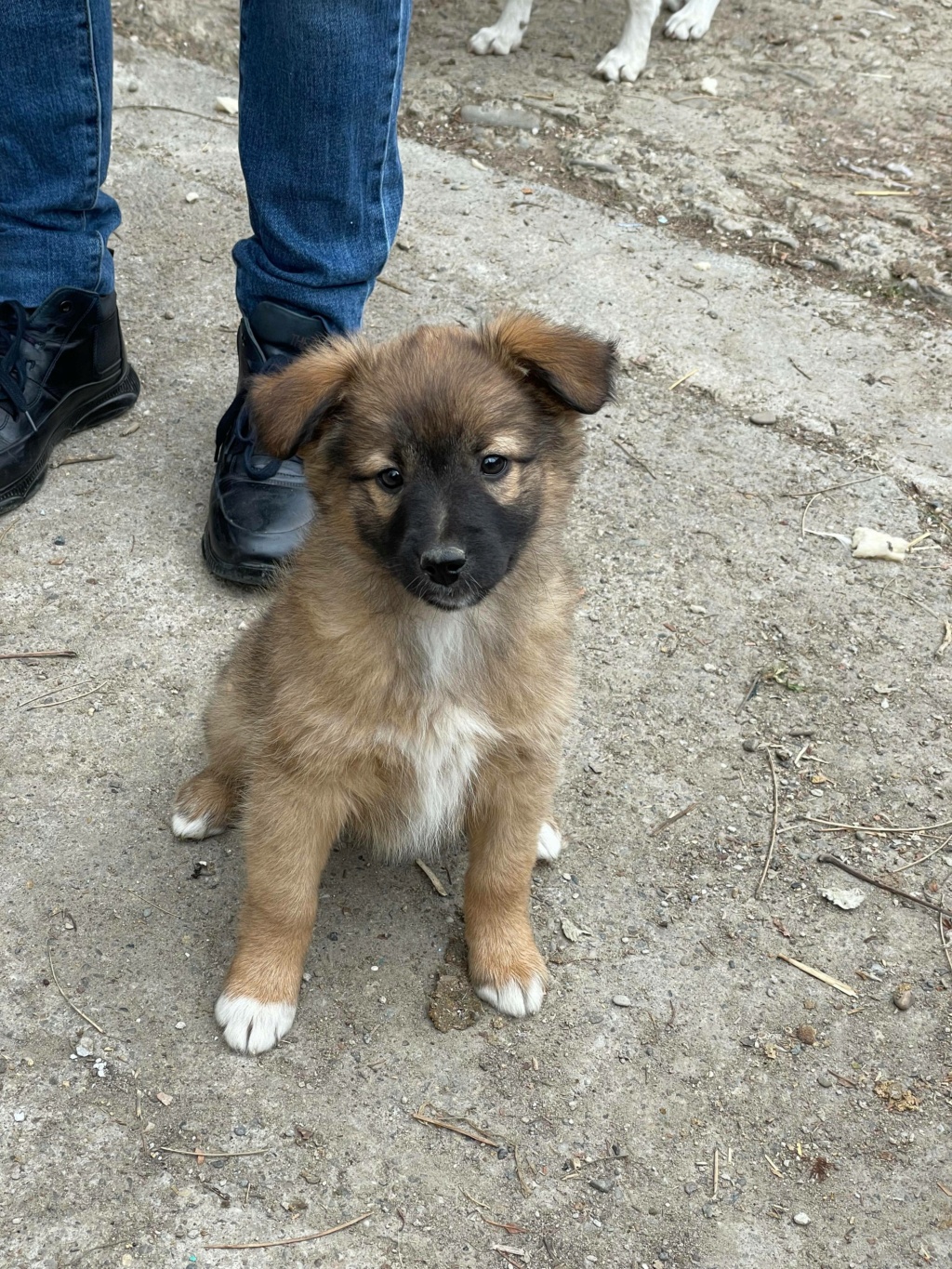 Seano (ex Ellie) - Femelle - Fourrière de Târgu Frumos- réservée adoption (39) 25718410