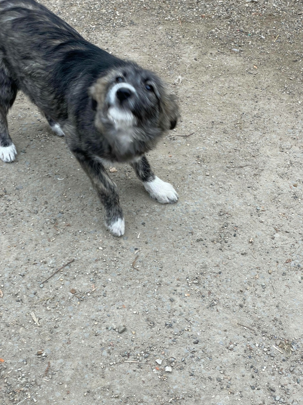 Valeska (ex Izzy) - Femelle - Fourrière de Târgu Frumos- Réservée adoption 67 25760410