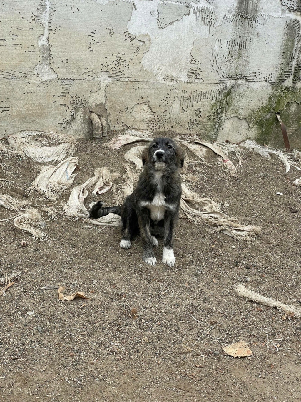 Valeska (ex Izzy) - Femelle - Fourrière de Târgu Frumos- Réservée adoption 67 25791610