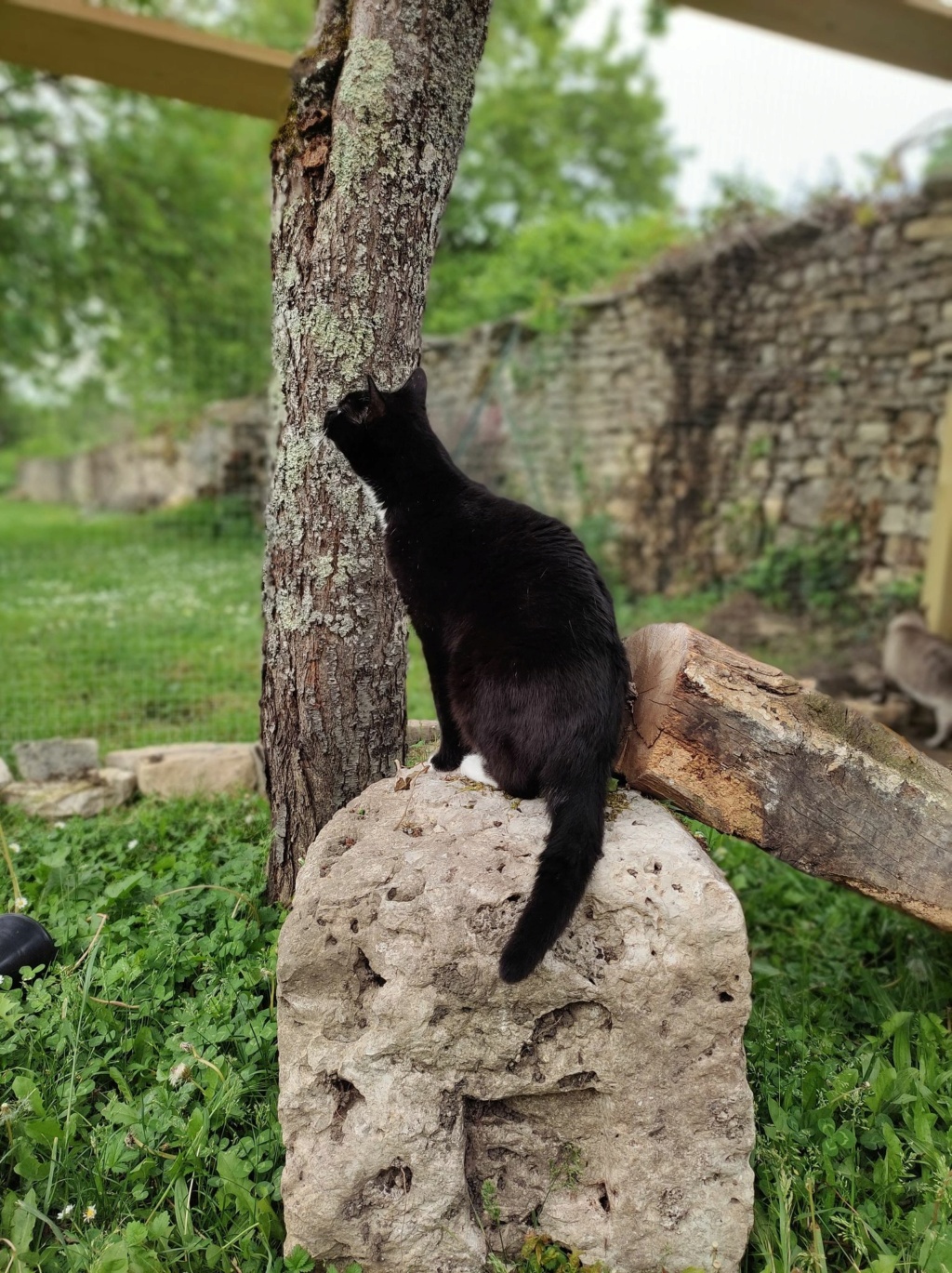 Dexter - Chat mâle - En famille d'accueil dans le 70 - Don libre + Adhésion - pris en charge en chatterie à la spa du Dauphiné  27971611