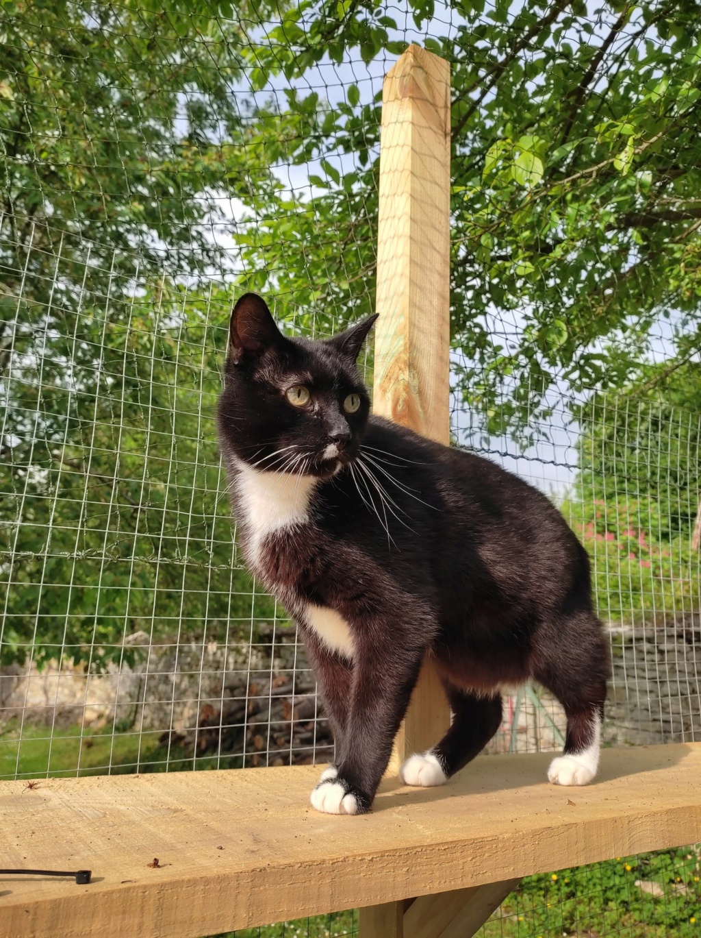 Dexter - Chat mâle - En famille d'accueil dans le 70 - Don libre + Adhésion - pris en charge en chatterie à la spa du Dauphiné  28009010