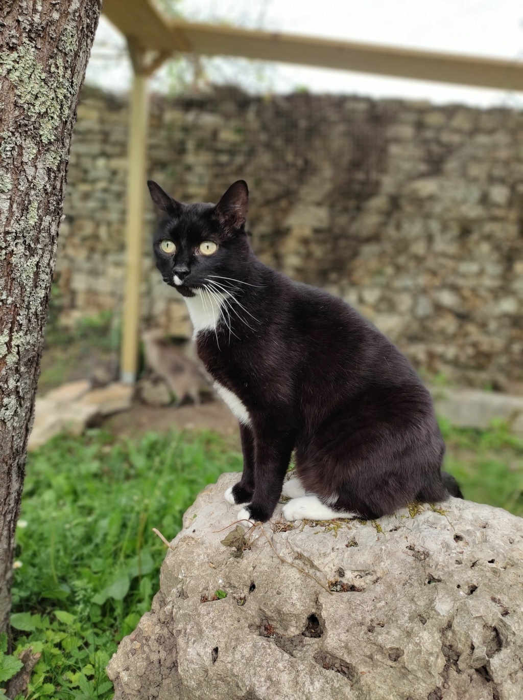 Dexter - Chat mâle - En famille d'accueil dans le 70 - Don libre + Adhésion - pris en charge en chatterie à la spa du Dauphiné  28009410