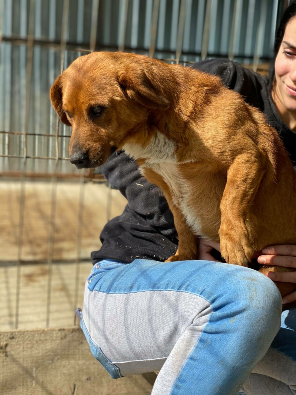 Néo (ex Simba) - mâle - fourrière de Târgu Frumos - frais d’adoption réduits réservé adoption (67) Simba310