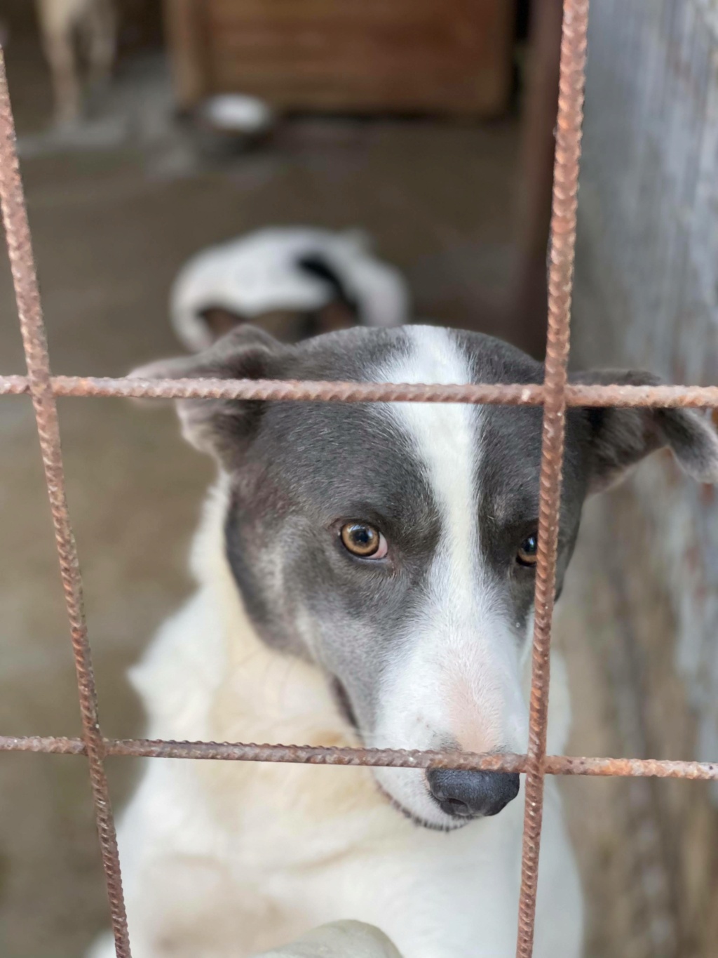 Yoko - femelle - fourrière de Târgu Frumos - Adoptée via Andreea Yoko11