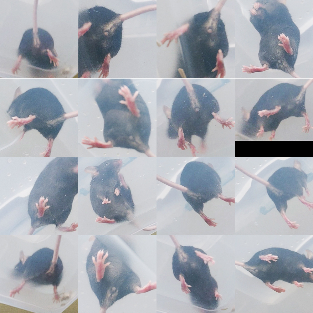 Mice Introduction Gone Wrong. How to progress from here? + Behavior Q's Sesame10