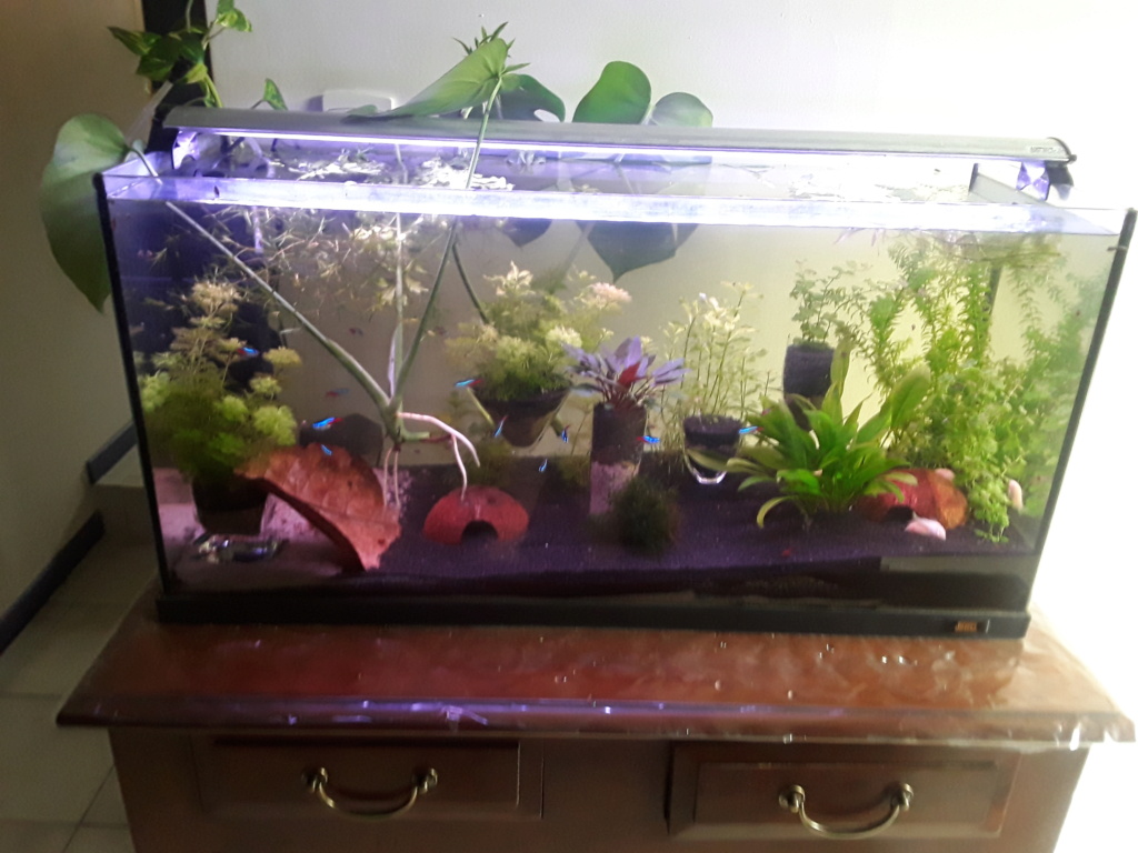 100l communautaire et 60l guppys 20210523