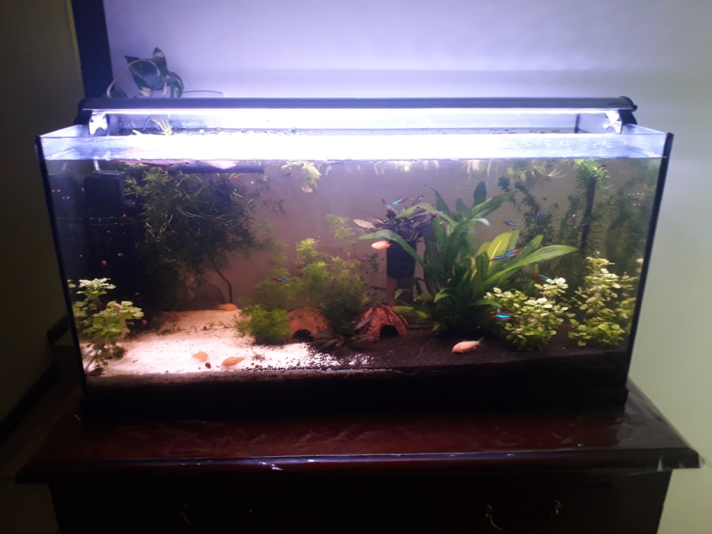 100l communautaire et 60l guppys 20211013