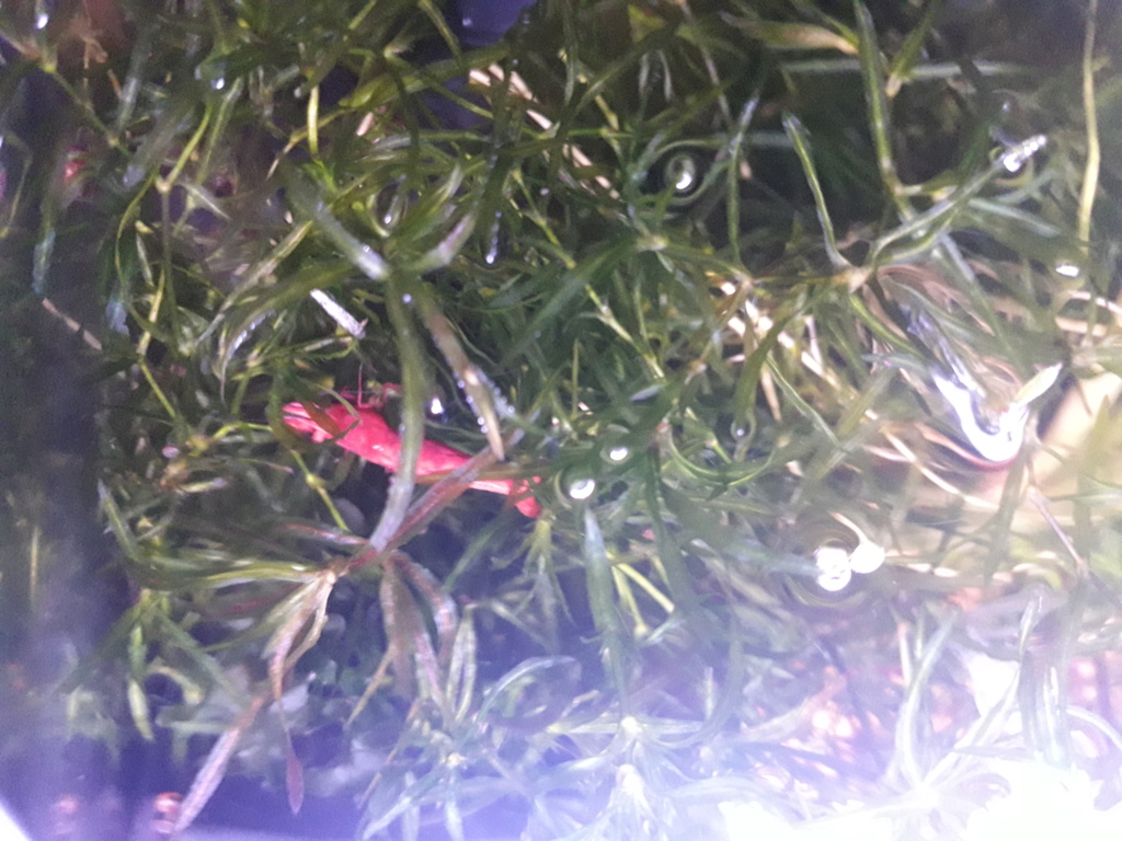 100l communautaire et 60l guppys 20211015