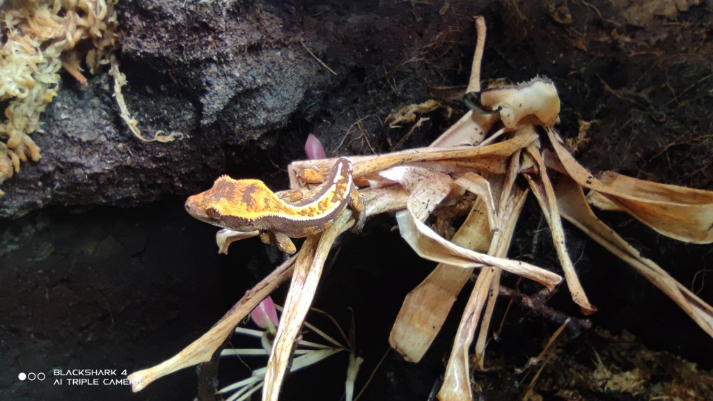 Identification morph de plusieurs gecko à crête Img_2016