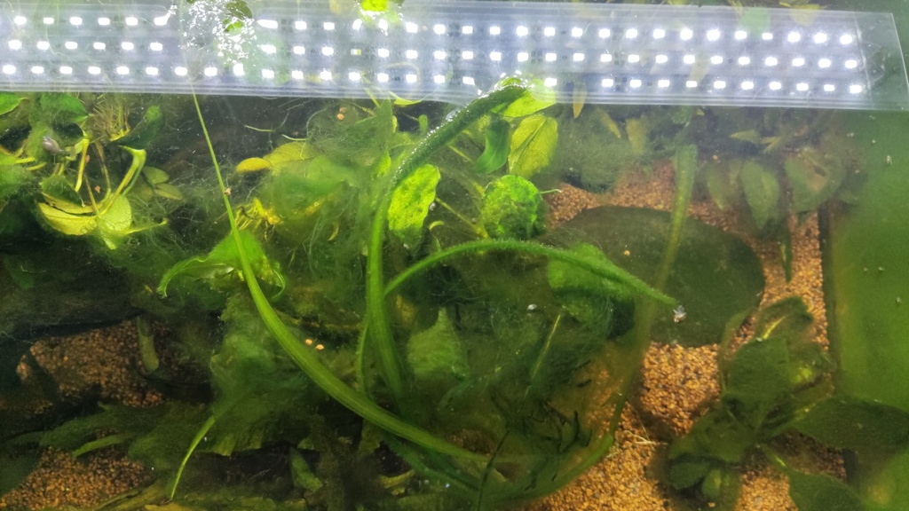 Nettoyer des plantes pleines d'algues: comment faire ? Img_2064
