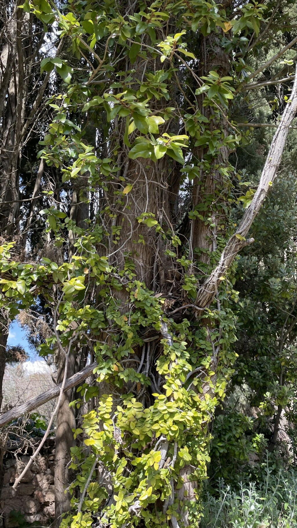 Ficus pumila - Page 7 Img_2928