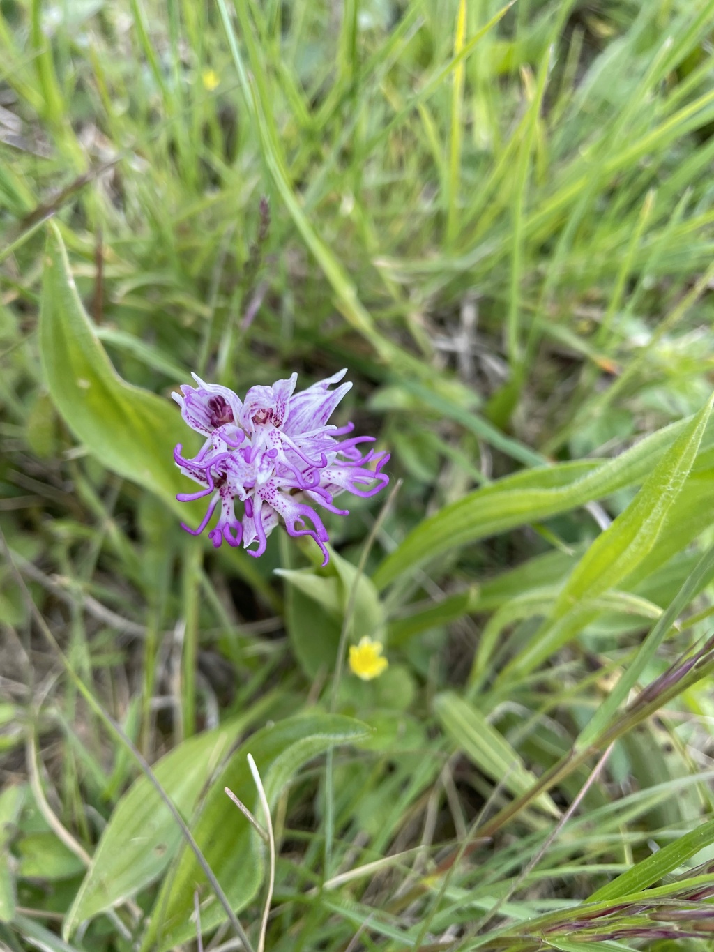 Orchis simia - orchis singe Img_5221