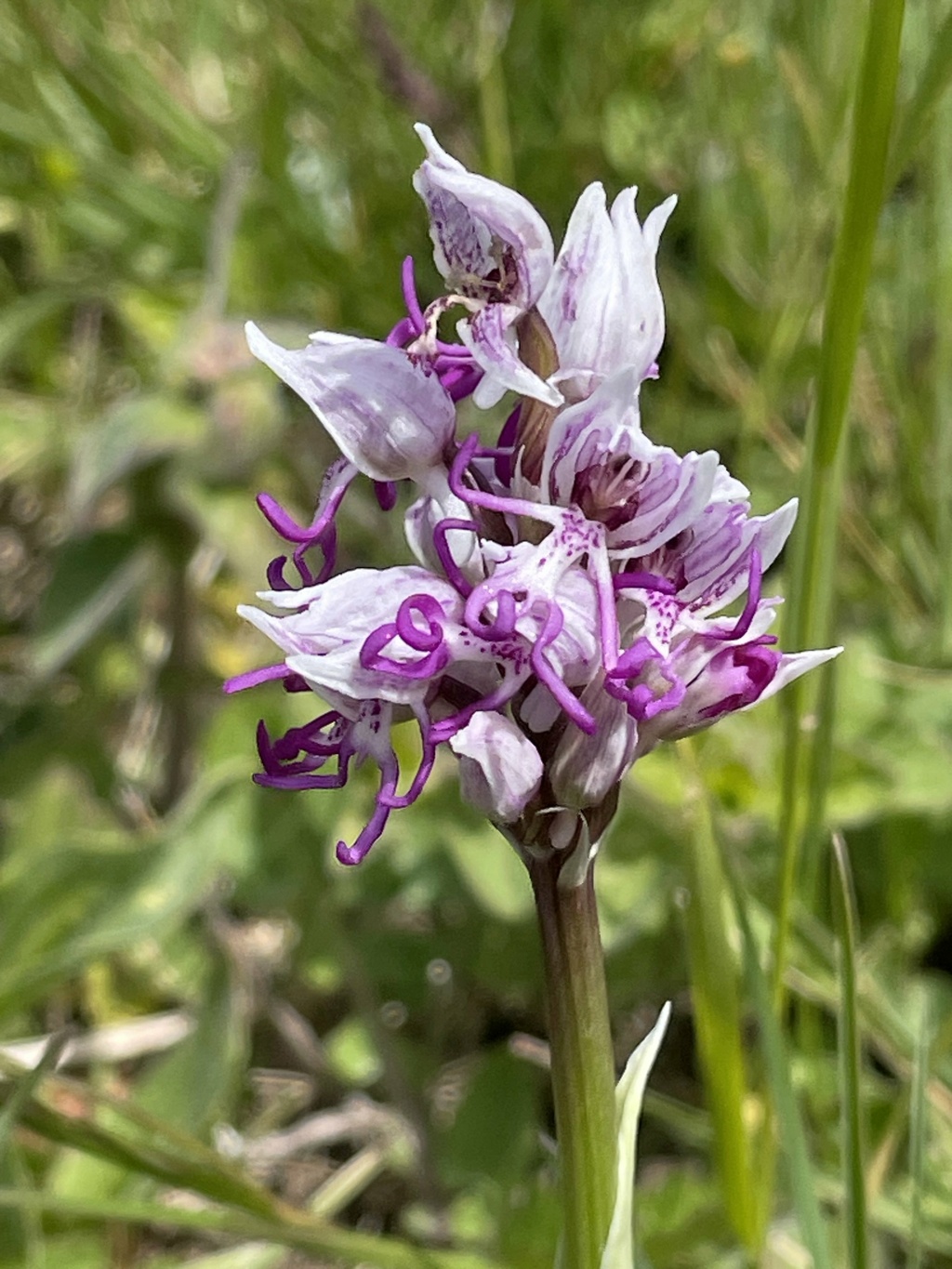 Orchis simia - orchis singe Img_5224