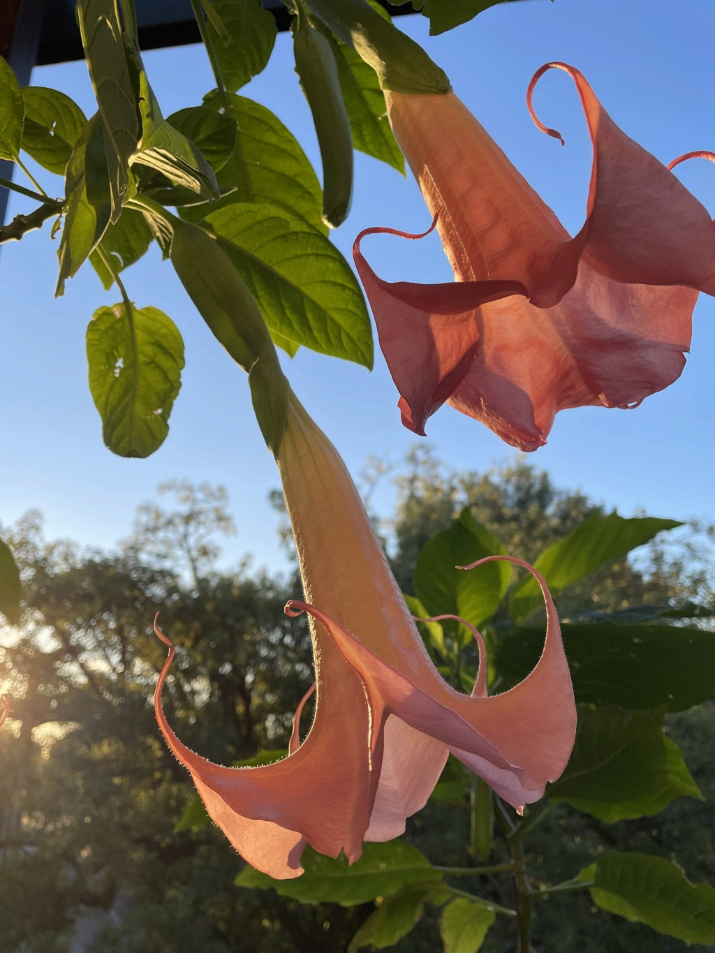 Brugmansia - le genre - Page 18 Img_6121