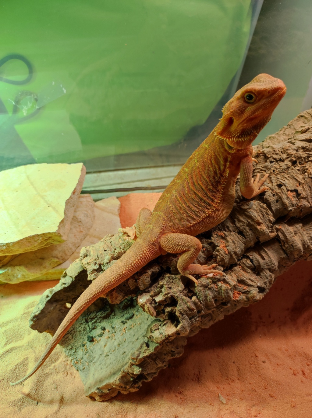 Voici Yoshi Img_2010