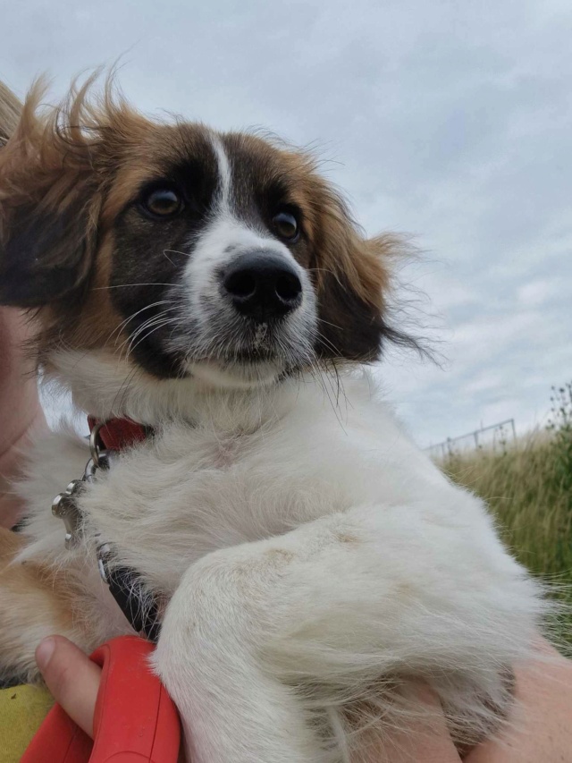 STELLA (ex LOVELY) - Chiot femelle croisée de taille petite à moyenne à l'âge adulte - Née environ en Décembre 2022 - Refuge de Oana - Adoptée par Céline en Belgique  Rece1109