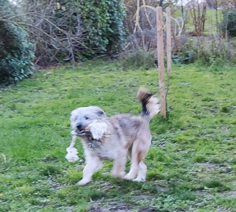 LITCHI (ex FREDDY) - Chiot mâle croisé de taille moyenne à l'âge adulte - Né environ en fin Juin 2022 - Refuge de Camelia - Adopté par Béatrice en France  Recei285