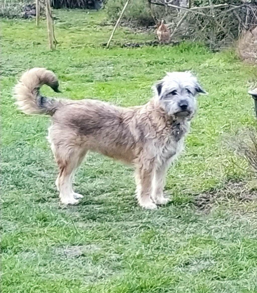 LITCHI (ex FREDDY) - Chiot mâle croisé de taille moyenne à l'âge adulte - Né environ en fin Juin 2022 - Refuge de Camelia - Adopté par Béatrice en France  Recei286